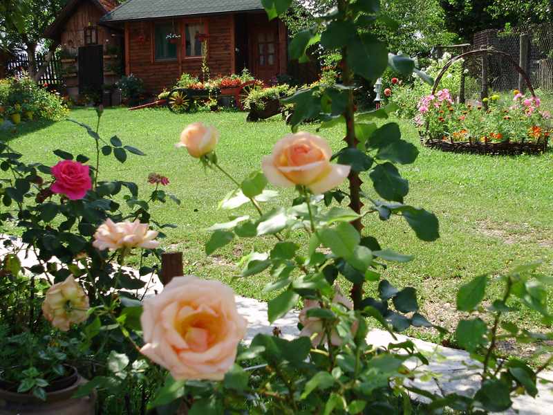 Domaćinstvo Ivanović 4