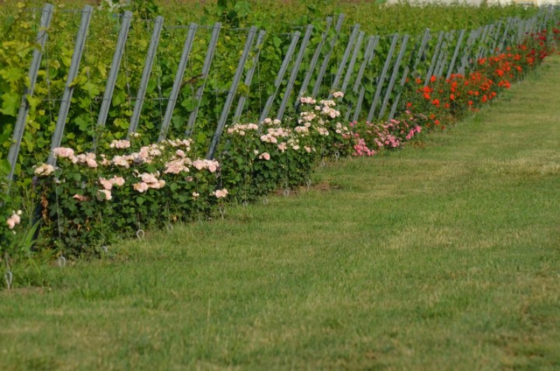 Vinarija Zvonko Bogdan 4