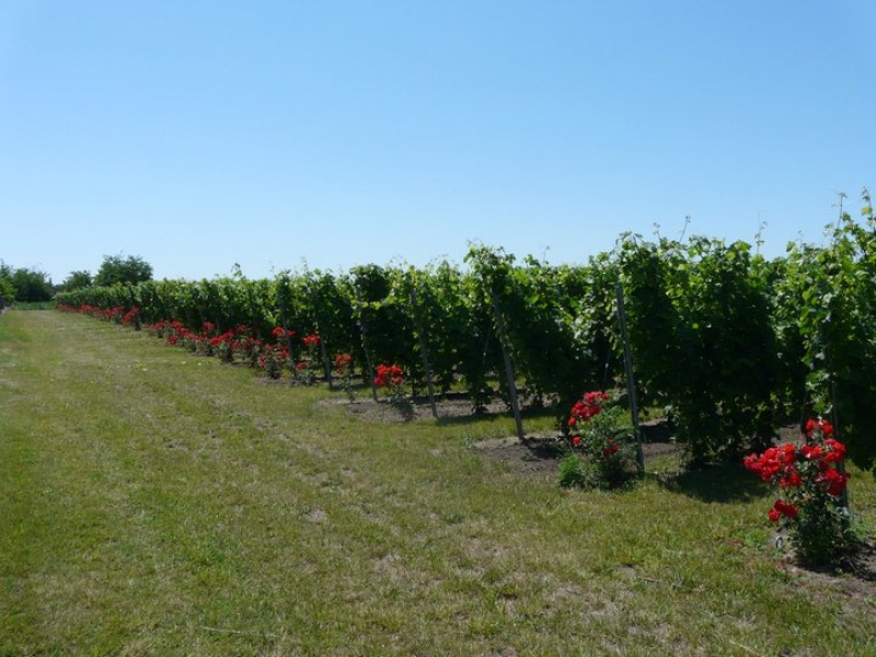 Vinarija Zvonko Bogdan 7