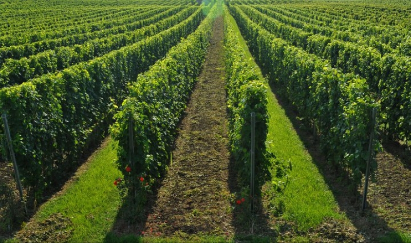 Vinarija Zvonko Bogdan 5