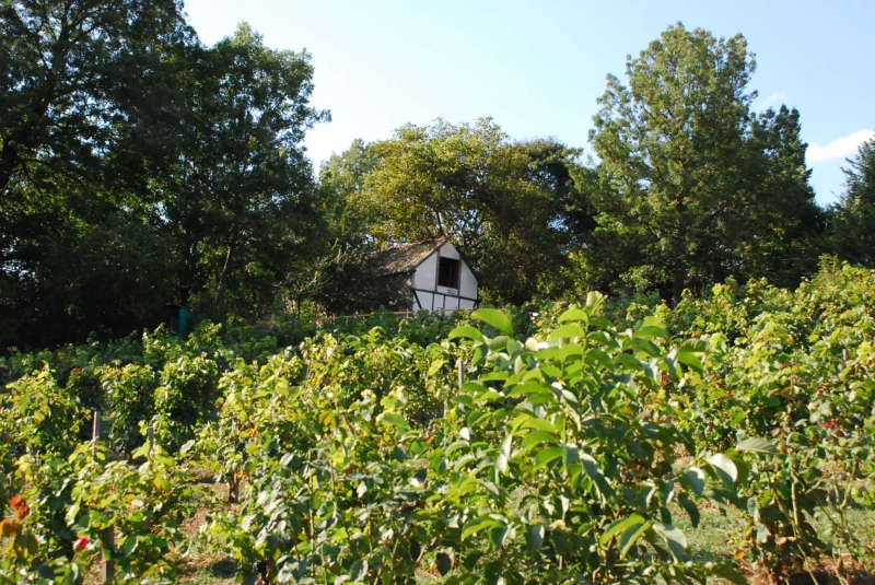 Kapetanovi Vinogradi 4