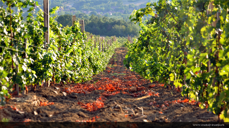 Vinarija Matalj 2