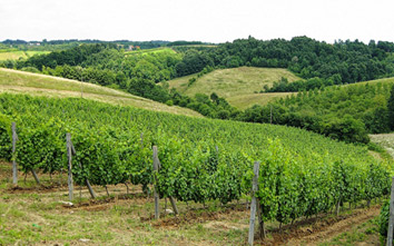 Pusula vinarija i vinogradi 2