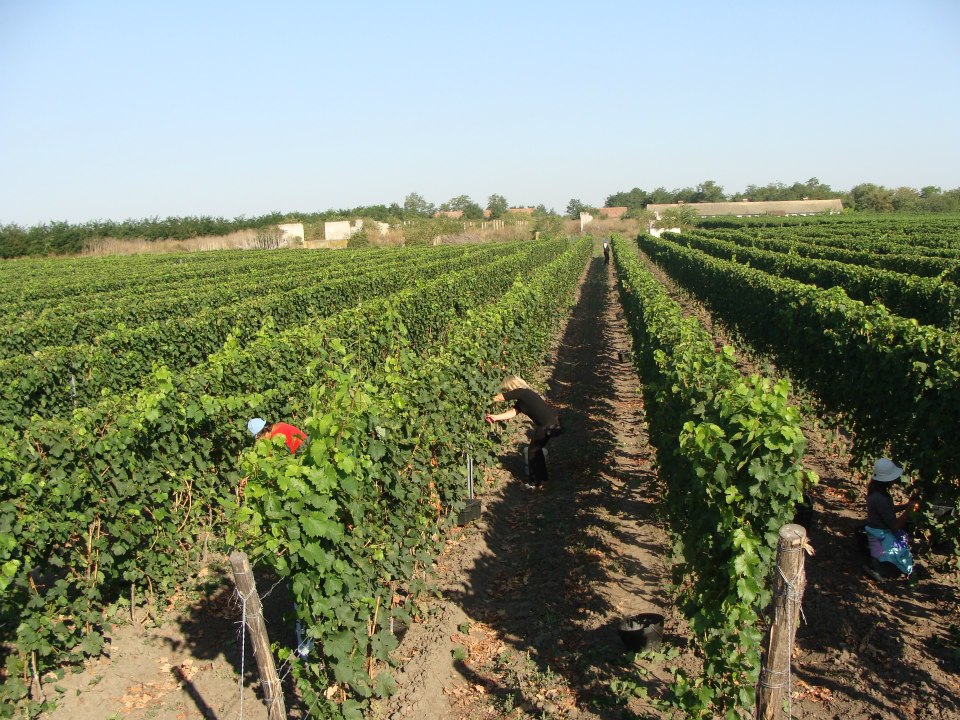 Vinarija Brindza 2