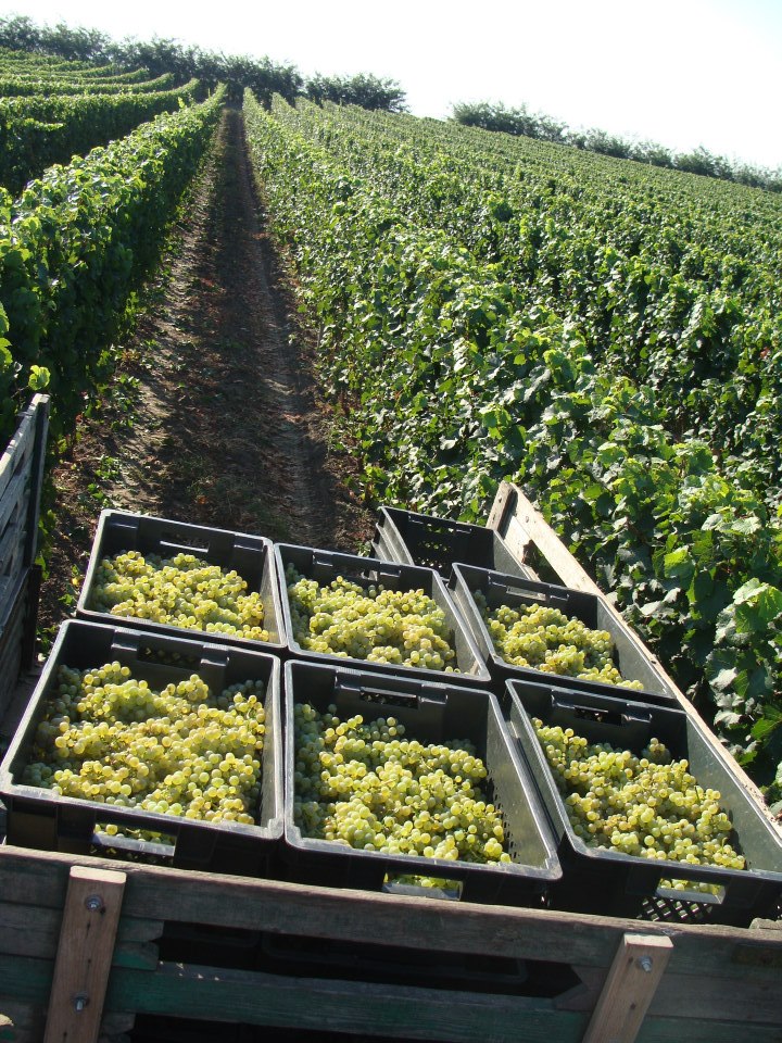 Vinarija Brindza 4