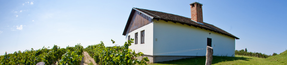 Vinarija Tonković 7