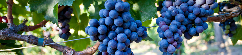 Vinarija Tonković 8