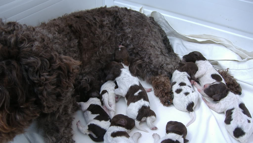 Domaćinstvo Radoslav Ćatić 8