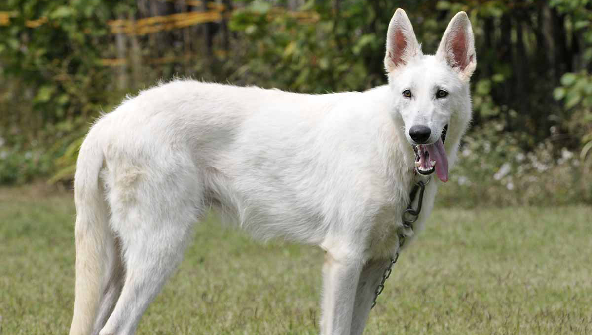 Domaćinstvo Radoslav Ćatić 9