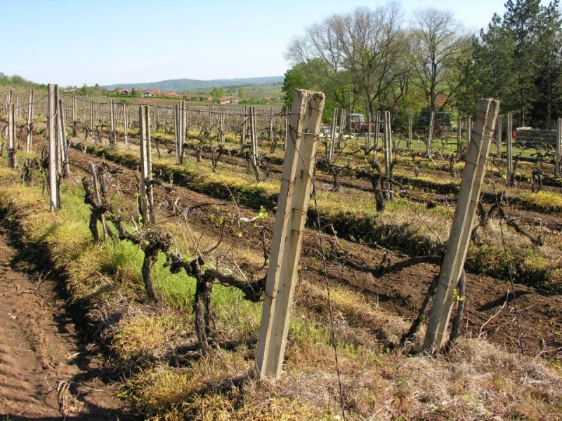 Jagodinska vinarija 1897