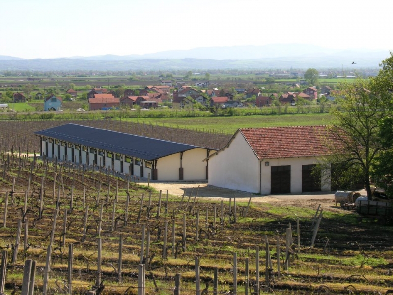 Jagodinska vinarija 1897